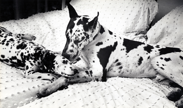 dogs, bedspread