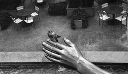 bird on statue's hand
